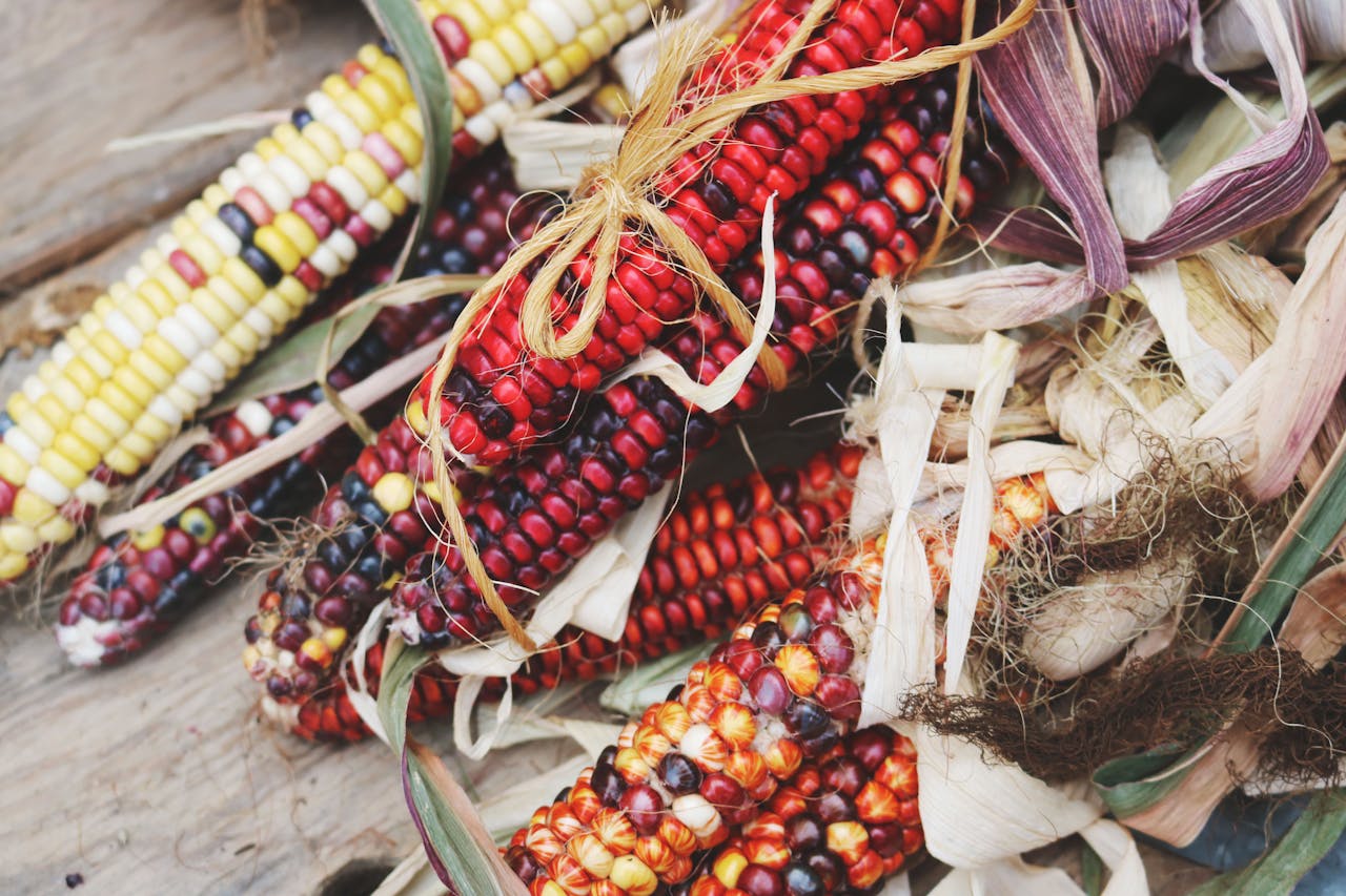 Colorful heirloom corn on display, showcasing a harvest-ready, rustic feel for autumn markets.